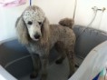 /album/fotos-zoe-s-city-dog/i-phon-1225-jpg1/